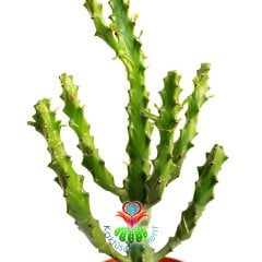 Büyük Dallı Dev Kaktüs,Euphorbia Mayurnathanii-Minik Sarı Renk Çiçek Açar- 12 cm Saksıda 30+ cm Boy