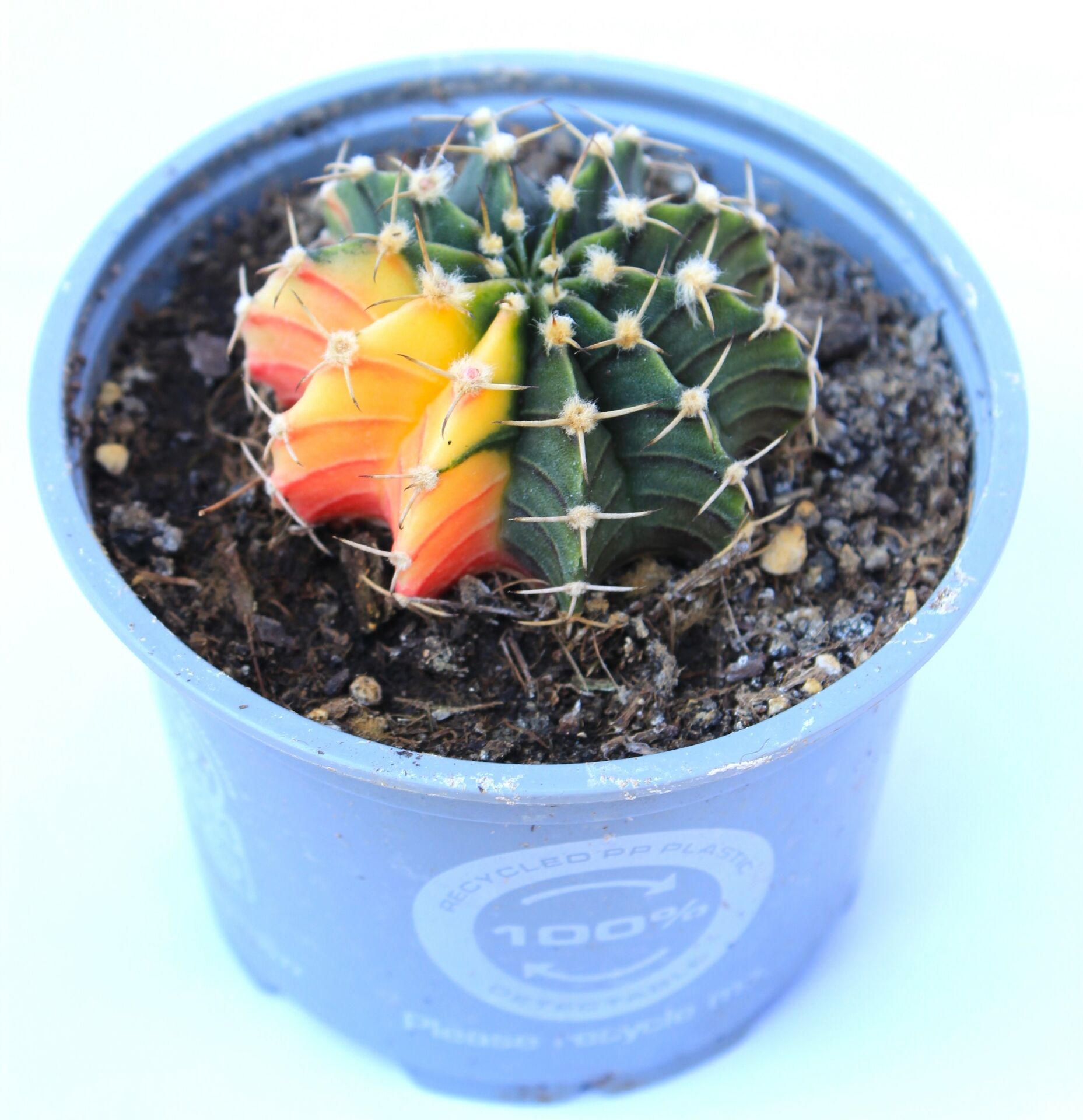 Gymnocalycium LB2178 Variegata Doğal Renk 10,5 cm Saksıda