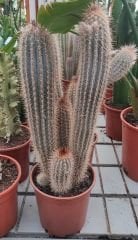 Mavi Canlı Dev Sakal Kaktüs, Pilosocereus Glaucescens 50+cm Uzunluk -17 cm Saksıda, Ofis, Ev, Cactus