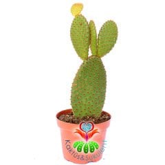 Tavşan Kulak Kaktüs-Opuntia Microdasys Bronz-Kahverengi Nokta Dikenli-8,5 cm Saksıda