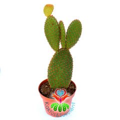 Tavşan Kulak Kaktüs-Opuntia Microdasys Bronz-Kahverengi Nokta Dikenli-8,5 cm Saksıda