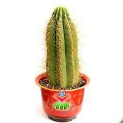 Canlı Dev Saguaro Kaktüsü, Carnegiea gigantea 50+cm Uzunluk 20+cm Genişlik-35 cm Saksıda
