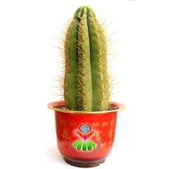 Canlı Dev Saguaro Kaktüsü, Carnegiea gigantea 50+cm Uzunluk 20+cm Genişlik-35 cm Saksıda