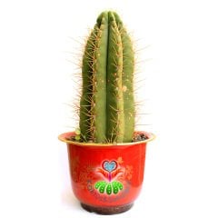 Canlı Dev Saguaro Kaktüsü, Carnegiea gigantea 50+cm Uzunluk 20+cm Genişlik-35 cm Saksıda
