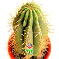 Canlı Dev Saguaro Kaktüsü, Carnegiea gigantea 50+cm Uzunluk 20+cm Genişlik-35 cm Saksıda