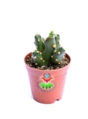 Opuntia Canterae-Parlak Dolgun Formlu-5,5 cm Saksıda