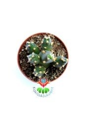 Opuntia Canterae-Parlak Dolgun Formlu-5,5 cm Saksıda