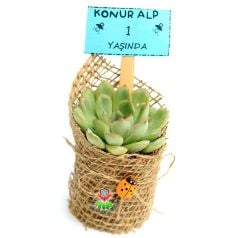 Süslenmiş Şekilde 25 Adet Sukulent -Nikah Şekeri -Doğum Günü-Baby Shower için İdeal-1. Sınıf Bitkiler