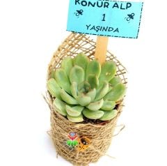 Süslenmiş Şekilde 25 Adet Sukulent -Nikah Şekeri -Doğum Günü-Baby Shower için İdeal-1. Sınıf Bitkiler