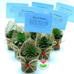 Süslenmiş Şekilde 25 Adet Sukulent -Nikah Şekeri -Doğum Günü-Baby Shower için İdeal-1. Sınıf Bitkiler