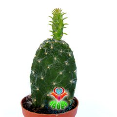 Opuntia Engelmannii 'Hairy Roger'-8 cm Saksıda-Tüylü Tavşan Kulak Kaktüs