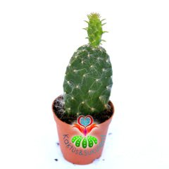 Opuntia Engelmannii 'Hairy Roger'-8 cm Saksıda-Tüylü Tavşan Kulak Kaktüs