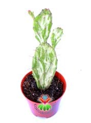 Opuntia Monacantha Variegata-Çift Renkli Kaktüs-8,5 cm Saksıda