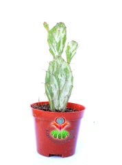 Opuntia Monacantha Variegata-Çift Renkli Kaktüs-8,5 cm Saksıda