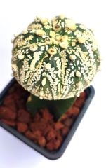 Astrophytum Asterias Super Kabuto Büyük boy- Nadir Tür -8,5 cm saksıda Aşılı