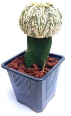 Astrophytum Asterias Super Kabuto Büyük boy- Nadir Tür -8,5 cm saksıda Aşılı