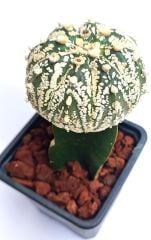 Astrophytum Asterias Super Kabuto Büyük boy- Nadir Tür -8,5 cm saksıda Aşılı