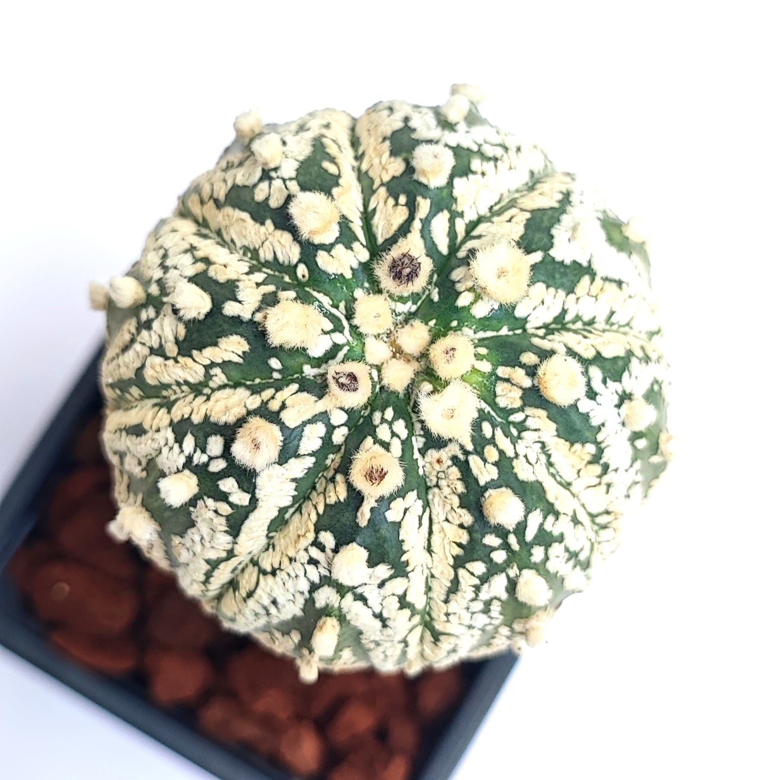 Astrophytum Asterias Super Kabuto Büyük boy- Nadir Tür -8,5 cm saksıda Aşılı
