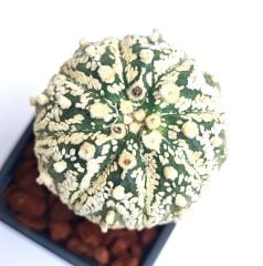 Astrophytum Asterias Super Kabuto Büyük boy- Nadir Tür -8,5 cm saksıda Aşılı