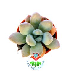 Pachyphytum Contrerasii-Açık Pembe-Yuvarlak Yapraklı Sukulent-5,5  cm Saksıda
