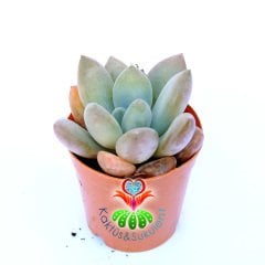 Pachyphytum Contrerasii-Açık Pembe-Yuvarlak Yapraklı Sukulent-5,5  cm Saksıda