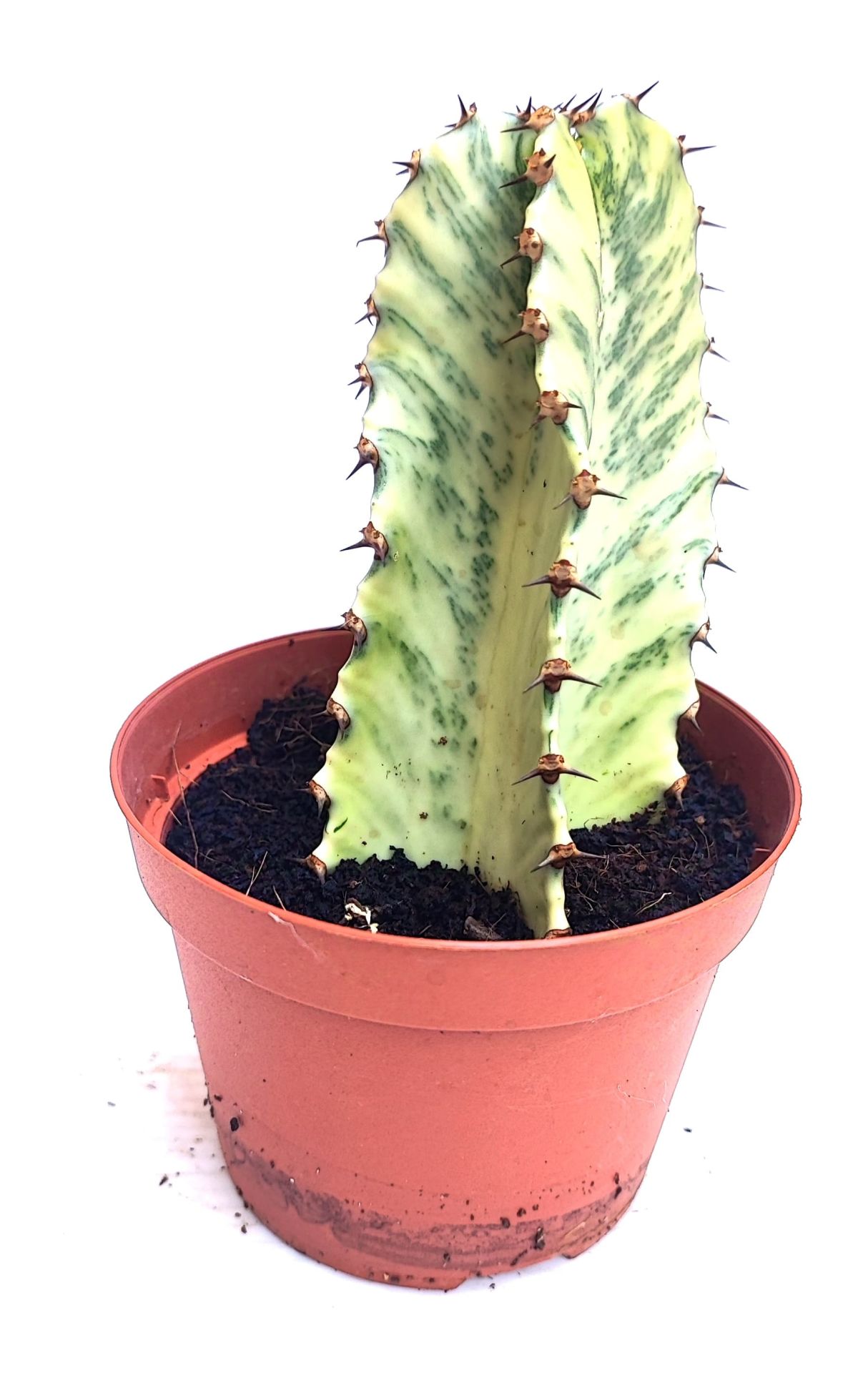 Şamdan Ağacı-Kaktüs Euphorbia Ingens Variegata-8*-10 cm Uzunluk, 10,5'' saksıda SINIRLI SAYIDA