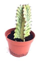 Şamdan Ağacı-Kaktüs Euphorbia Ingens Variegata-8*-10 cm Uzunluk, 10,5'' saksıda SINIRLI SAYIDA