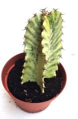 Şamdan Ağacı-Kaktüs Euphorbia Ingens Variegata-8*-10 cm Uzunluk, 10,5'' saksıda SINIRLI SAYIDA