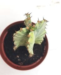 Şamdan Ağacı-Kaktüs Euphorbia Ingens Variegata-8*-10 cm Uzunluk, 10,5'' saksıda SINIRLI SAYIDA