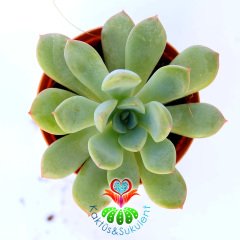 Pachyveria Scheideckeri-5,5 cm Saksıda Yaprak Uçları Kızaran Sukulent