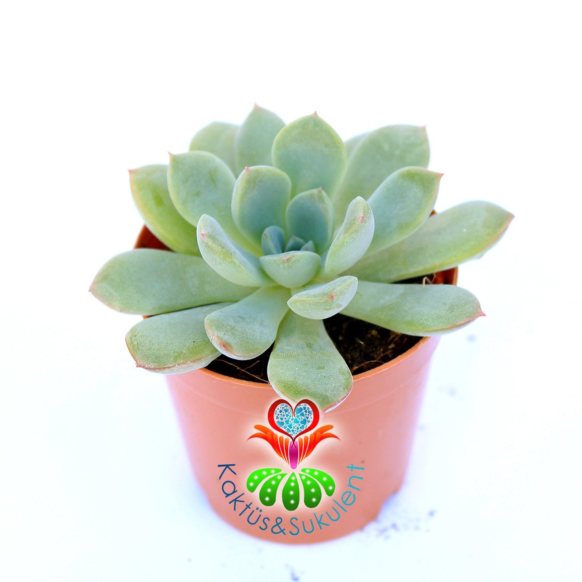 Pachyveria Scheideckeri-5,5 cm Saksıda Yaprak Uçları Kızaran Sukulent