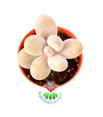 Pachyphytum Oviferum-Tombul Aytaşı Sukulent-5,5 cm Saksıda