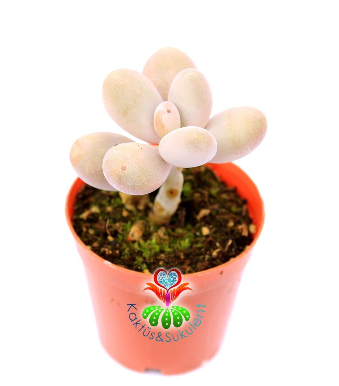 Pachyphytum Oviferum-Tombul Aytaşı Sukulent-5,5 cm Saksıda
