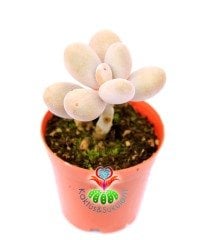 Pachyphytum Oviferum-Tombul Aytaşı Sukulent-5,5 cm Saksıda