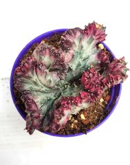 Doğal Köklü Renkli Beyin Kaktüs-Euphorbia Lactea Cristata-10,5 cm Saksıda Koleksiyonluk Sınırlı Sayıda