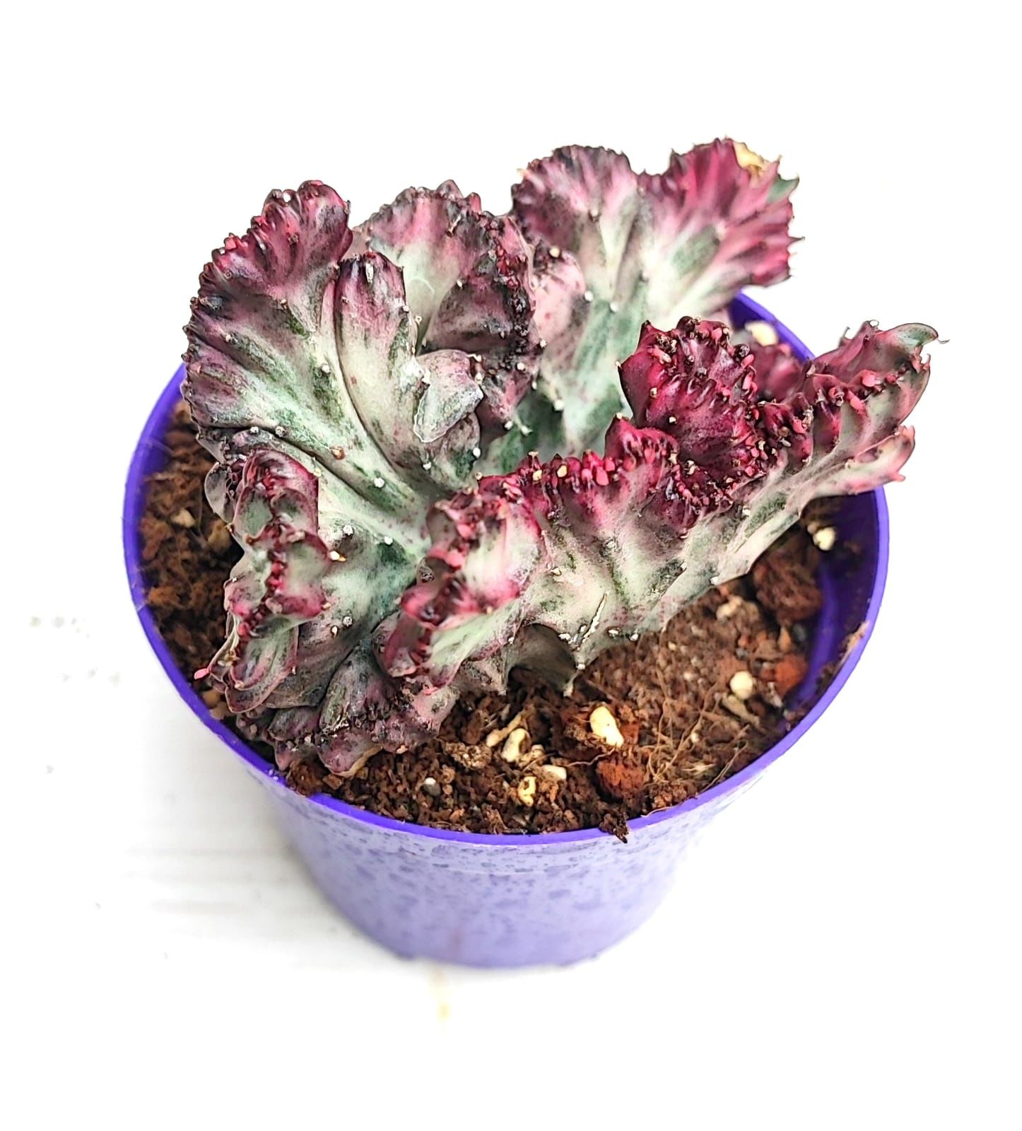 Doğal Köklü Renkli Beyin Kaktüs-Euphorbia Lactea Cristata-8,5 cm Saksıda Koleksiyonluk Sınırlı Sayıda