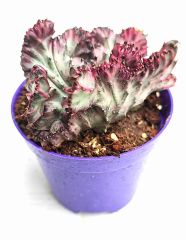 Doğal Köklü Renkli Beyin Kaktüs-Euphorbia Lactea Cristata-10,5 cm Saksıda Koleksiyonluk Sınırlı Sayıda