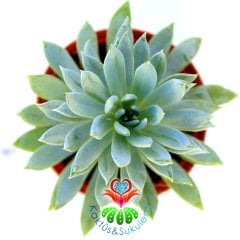 Senecio Mandraliscae-Mavi Renk Çubuk Yapraklı-5,5cm Saksıda
