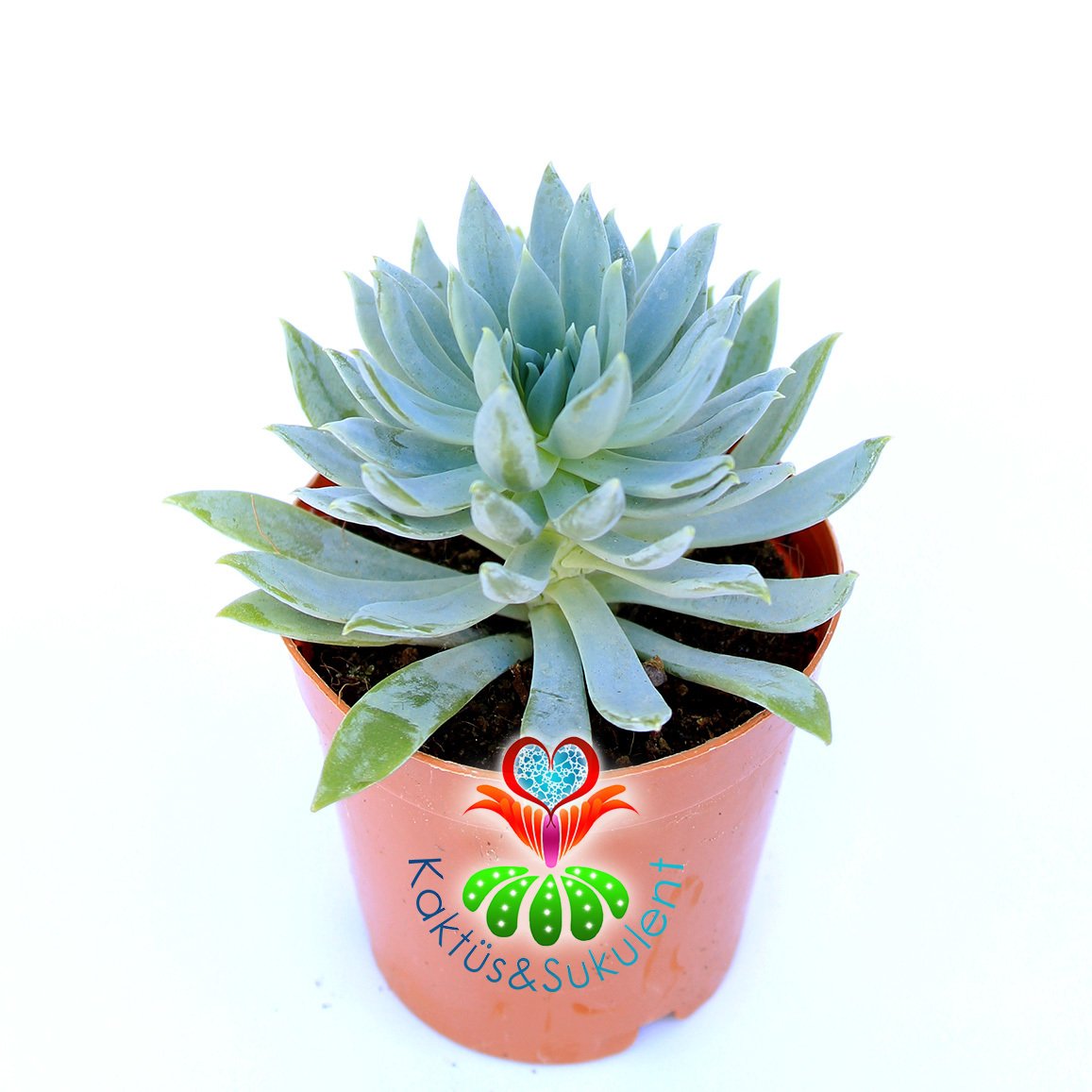 Senecio Mandraliscae-Mavi Renk Çubuk Yapraklı-5,5cm Saksıda