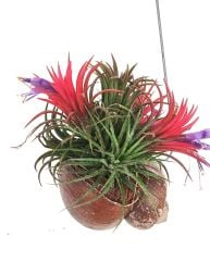 Tillandsia Shelly Hangs-Salyangoz Hava Bitkisi Bakımı kolay Askılı