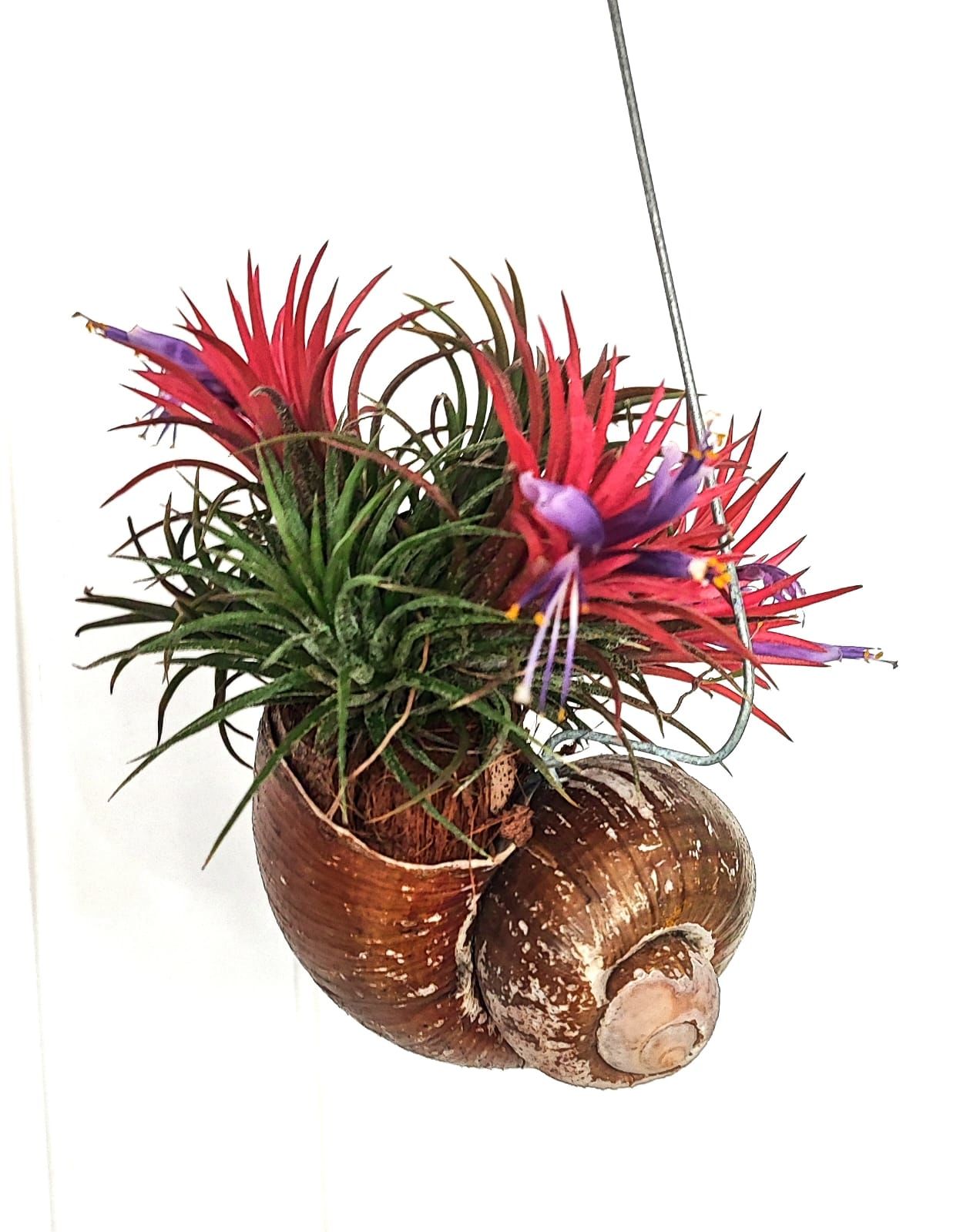 Tillandsia Shelly Hangs-Salyangoz Hava Bitkisi Bakımı kolay Askılı