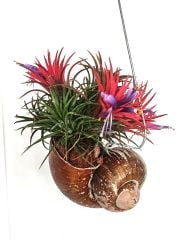 Tillandsia Shelly Hangs-Salyangoz Hava Bitkisi Bakımı kolay Askılı