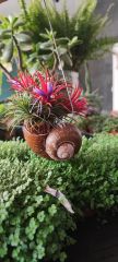 Tillandsia Shelly Hangs-Salyangoz Hava Bitkisi Bakımı kolay Askılı