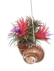 Tillandsia Shelly Hangs-Salyangoz Hava Bitkisi Bakımı kolay Askılı