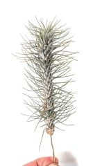 Aşk Tüyü, Tillandsia Funckiana Crazy Love, Hava Bitkisi-Köksüz Yaşar-Air Plant-Mükemmel Form-7 cm Boy