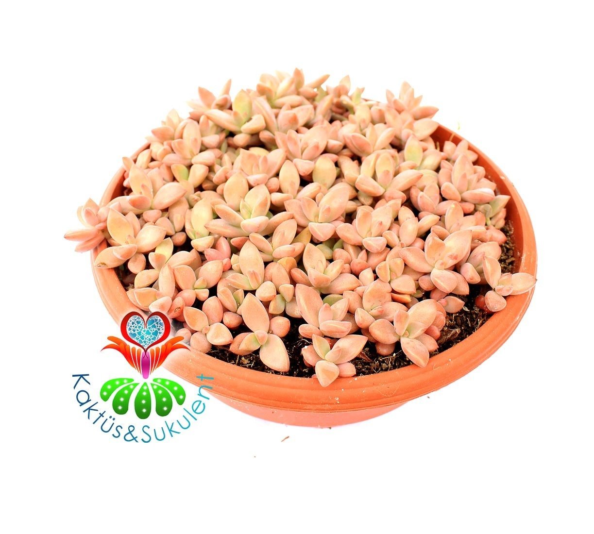 Graptosedum 'Bronze'-15 cm Yassı Tabak Saksı Dolusu-Güneşte Turunculaşan Sukulent