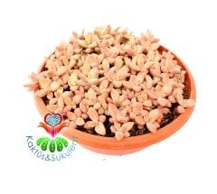 Graptosedum 'Bronze'-15 cm Yassı Tabak Saksı Dolusu-Güneşte Turunculaşan Sukulent