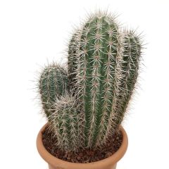 Meksika Kaktüsü- Pachycereus Pringlei-15 cm Saksıda-20cm Boy-Dev Boya Ulaşan Doğal Kaktüs