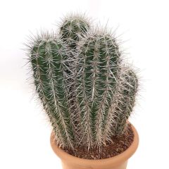 Meksika Kaktüsü- Pachycereus Pringlei-15 cm Saksıda-20cm Boy-Dev Boya Ulaşan Doğal Kaktüs