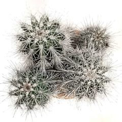 Meksika Kaktüsü- Pachycereus Pringlei-15 cm Saksıda-20cm Boy-Dev Boya Ulaşan Doğal Kaktüs